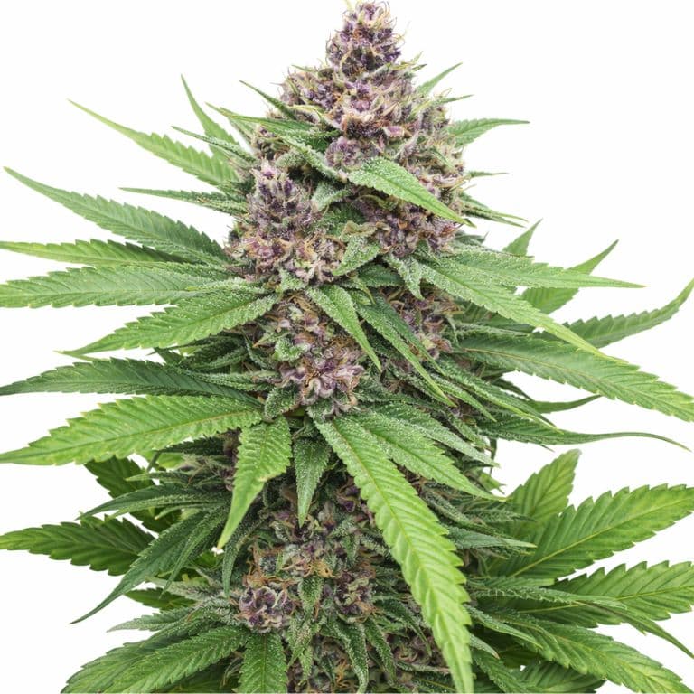 Plushberry Feminized