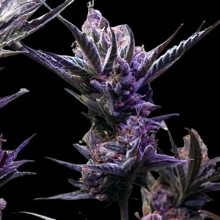 Pop Rox Autoflower