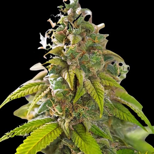 Primus cannabis seeds packaging — Royal King Seeds Canada
