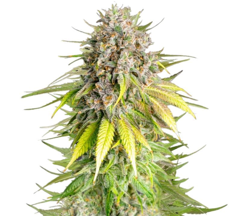 Punch Pie Feminized