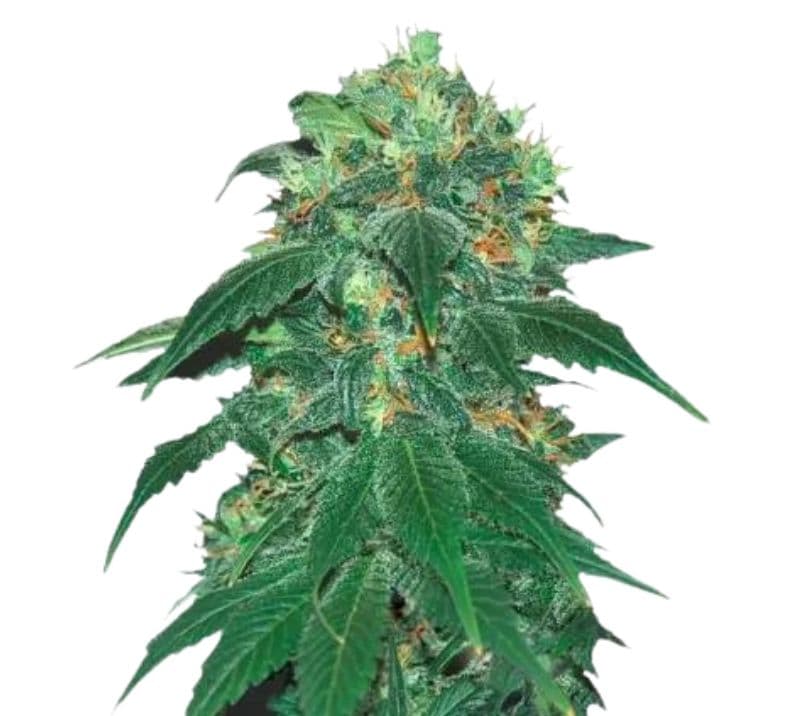 Punky Lion Feminized