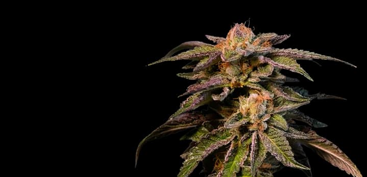 Pure Love Autoflower