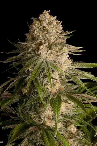 Pure OG Feminized