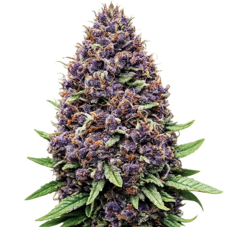 Purple OG Feminized