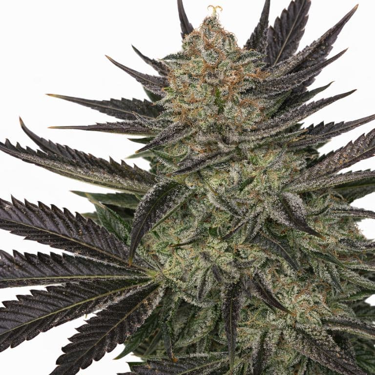Qrazy Train cannabis seeds packaging — Royal King Seeds Canada