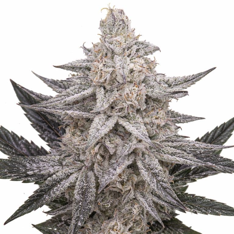 Quantum Kush Auto