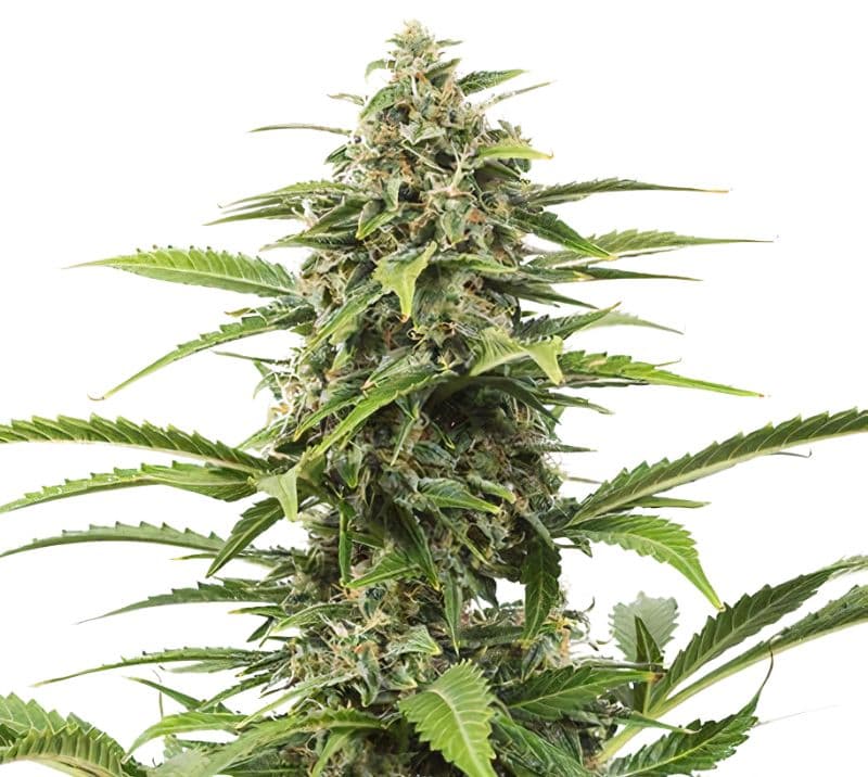 Queso Autoflower
