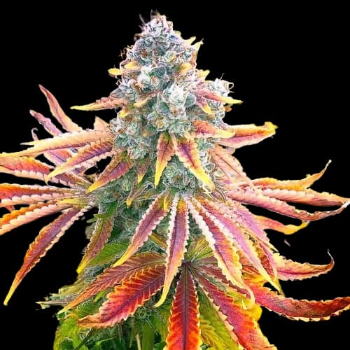 Rainbow cannabis seeds packaging — Royal King Seeds Canada