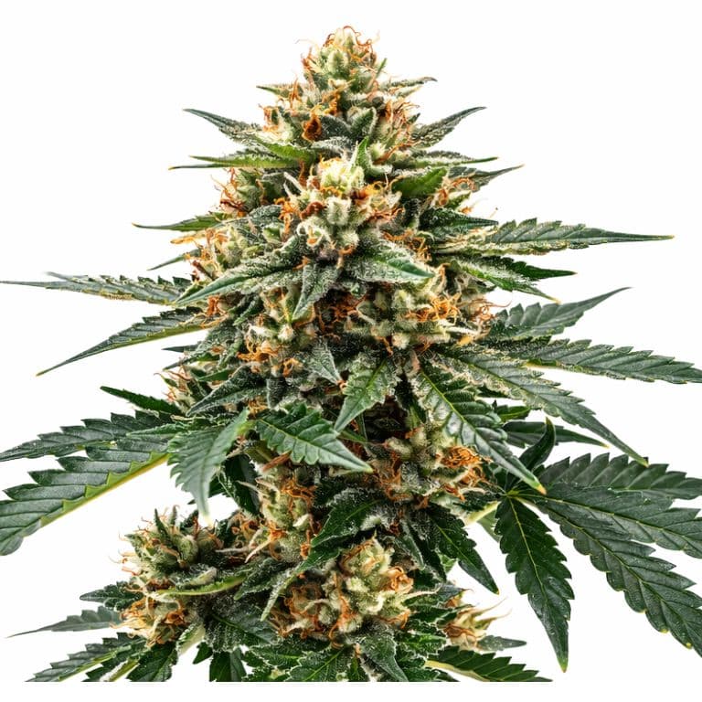 Raskal OG cannabis seeds packaging — Royal King Seeds Canada