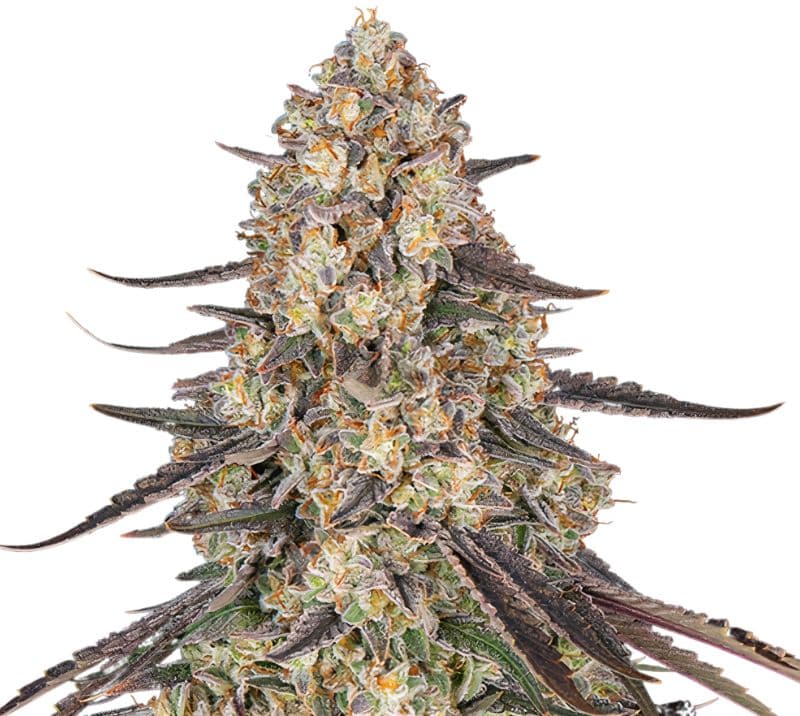 Raspberry Cough Auto