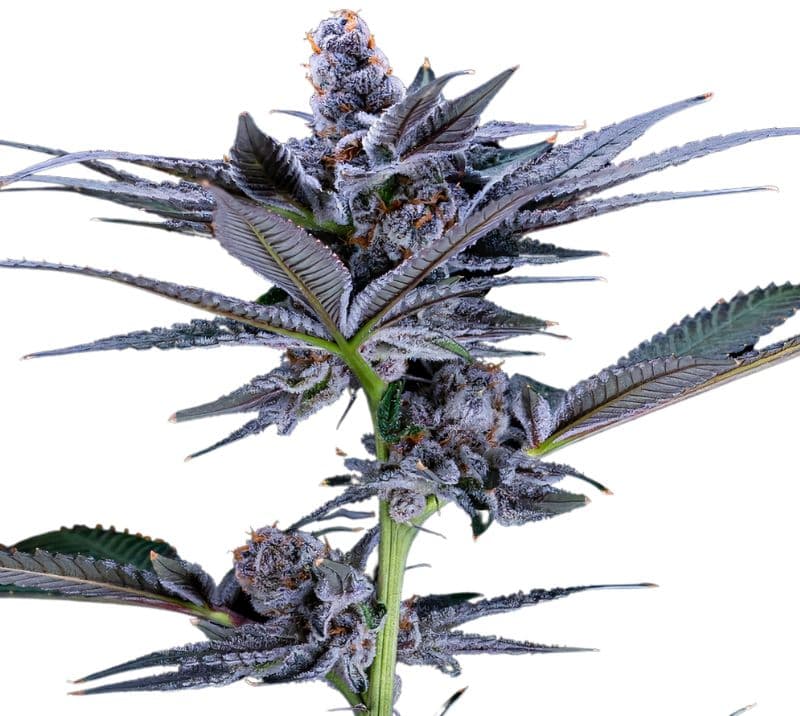 Red Widow Autoflower