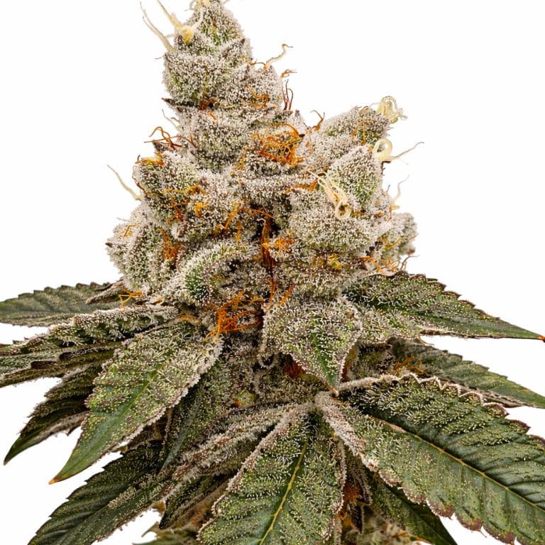 Reign Man Feminized