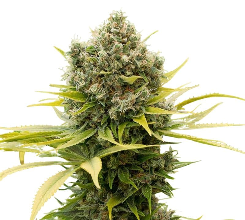 Remedy CBD Feminized