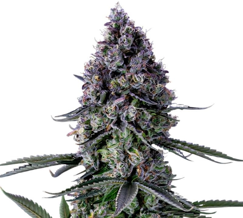 Remedy Autoflower