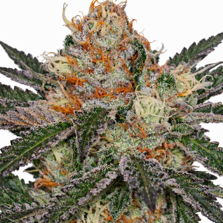 Ripped Bubba cannabis seeds packaging — Royal King Seeds Canada