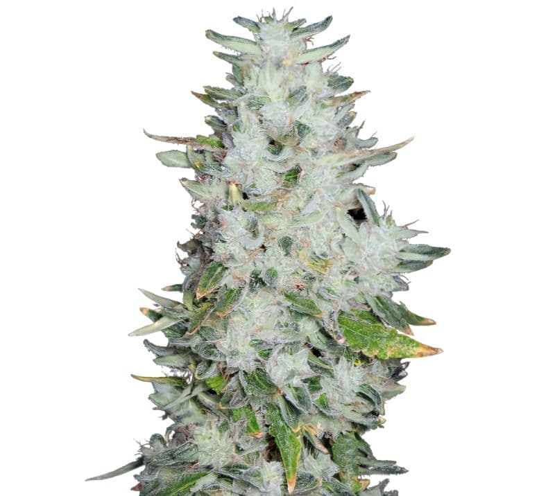 Romulan Feminized
