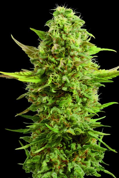 Royal Kush Auto