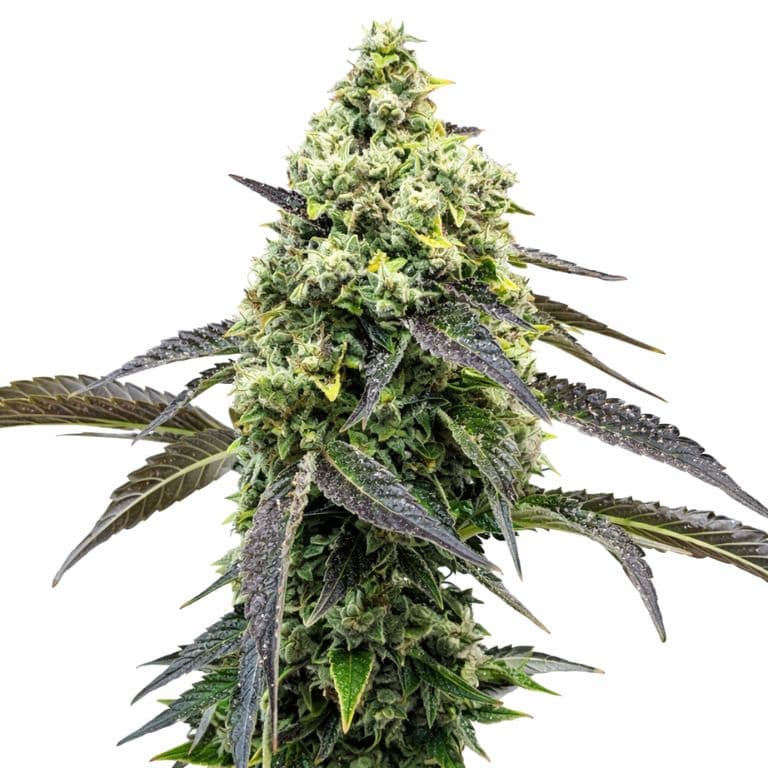 RS11 Feminized