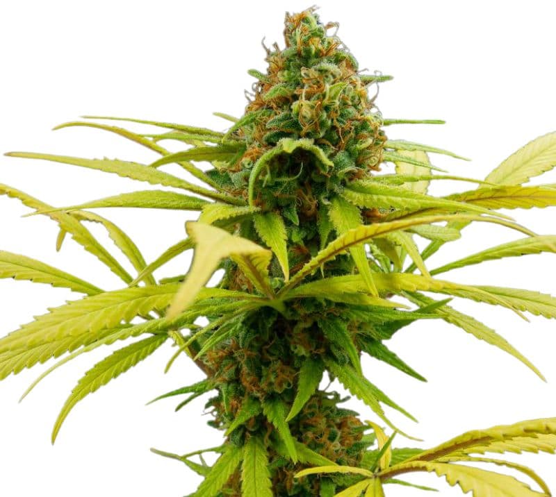 Sage N Sour Auto