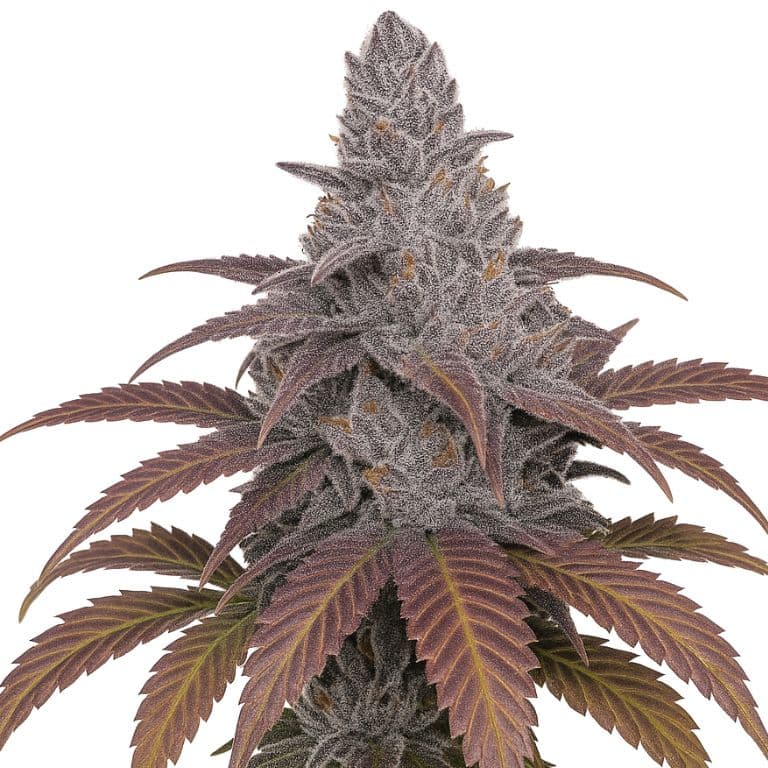 Sangria cannabis seeds packaging — Royal King Seeds Canada