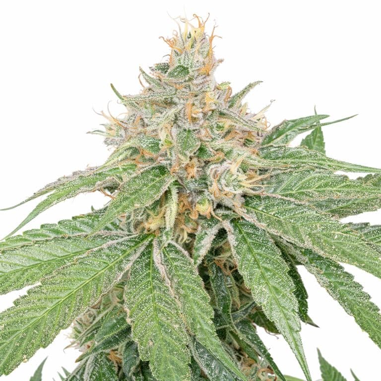 Schrom Feminized