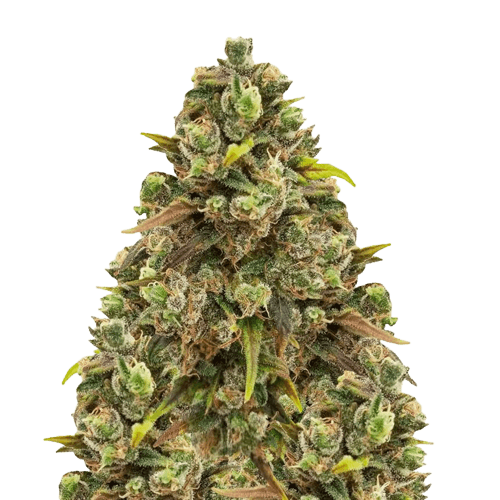 Sexxpot Feminized
