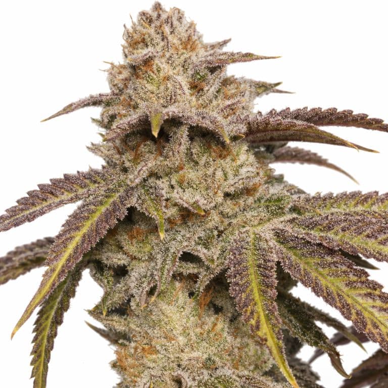 SFV OG cannabis seeds packaging — Royal King Seeds Canada