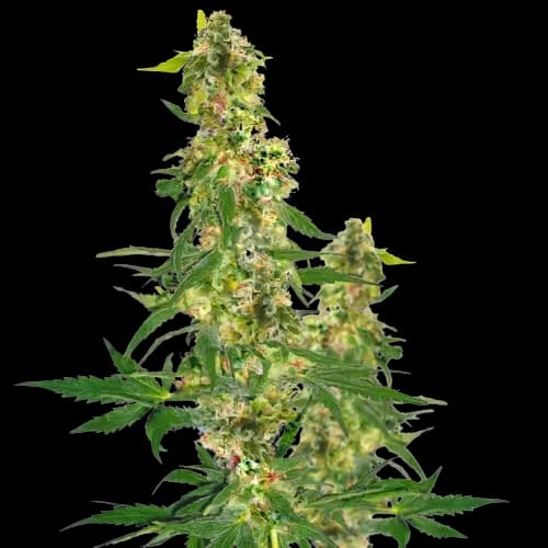 Shipwreck Feminized