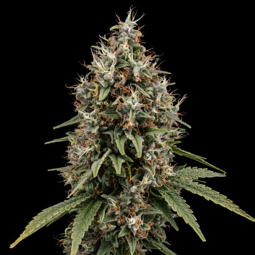 Shoreline Autoflower