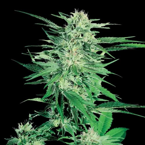 Silver Kush cannabis seeds packaging — Royal King Seeds Canada