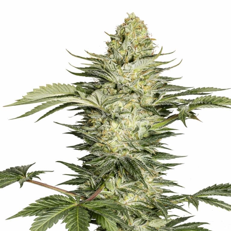 Skunk No. 1 Feminized