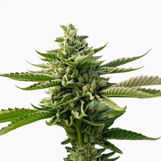 Smelliot Autoflower