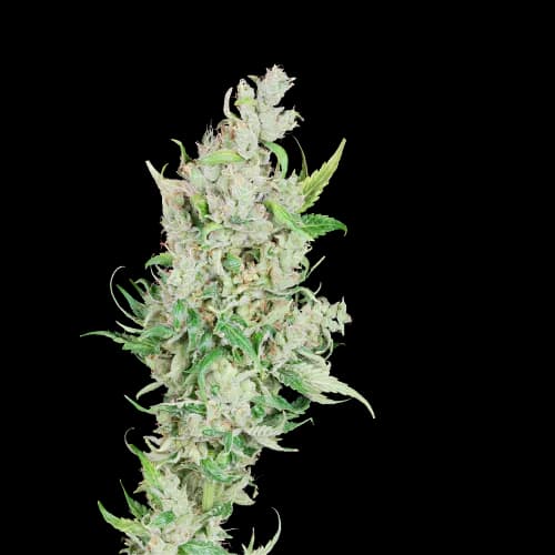Sour Amnesia Auto