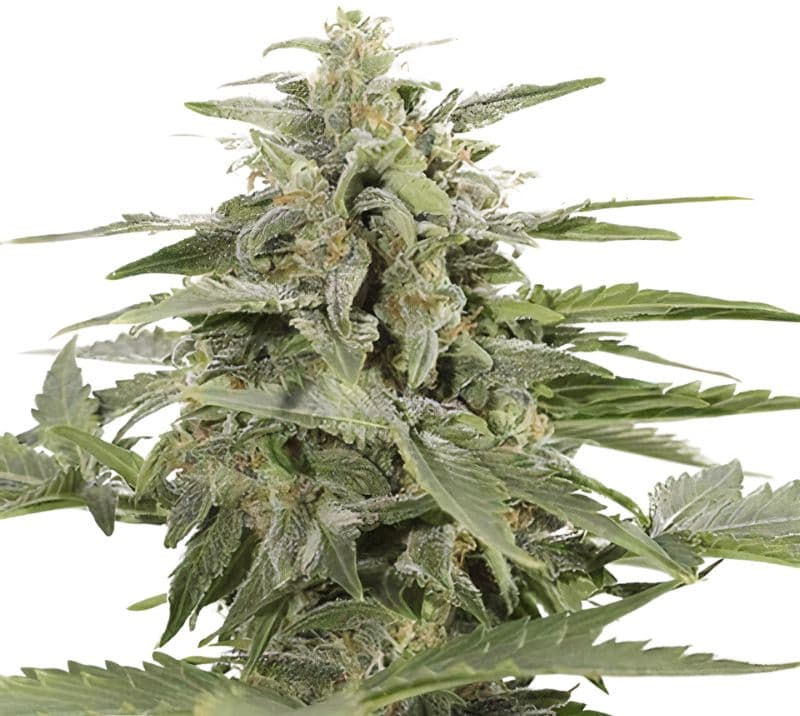 Sour Apple Autoflower