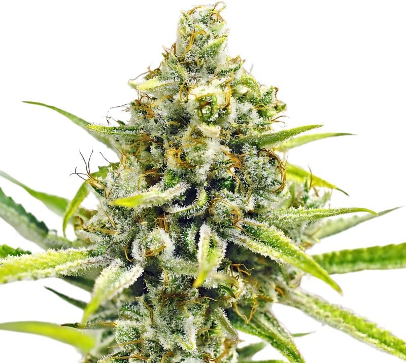 Sour Bubba Feminized
