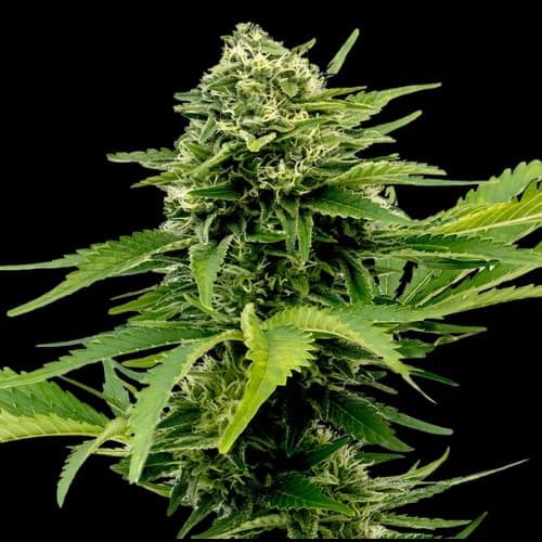 Sour Jack cannabis seeds packaging — Royal King Seeds Canada