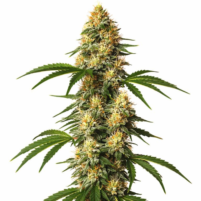 Sour Kush Autoflower