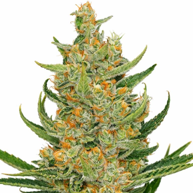 Space Bomb Feminized