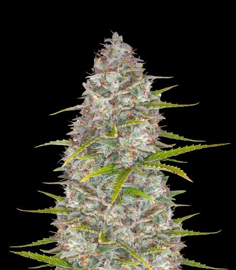 StarBud cannabis seeds packaging — Royal King Seeds Canada