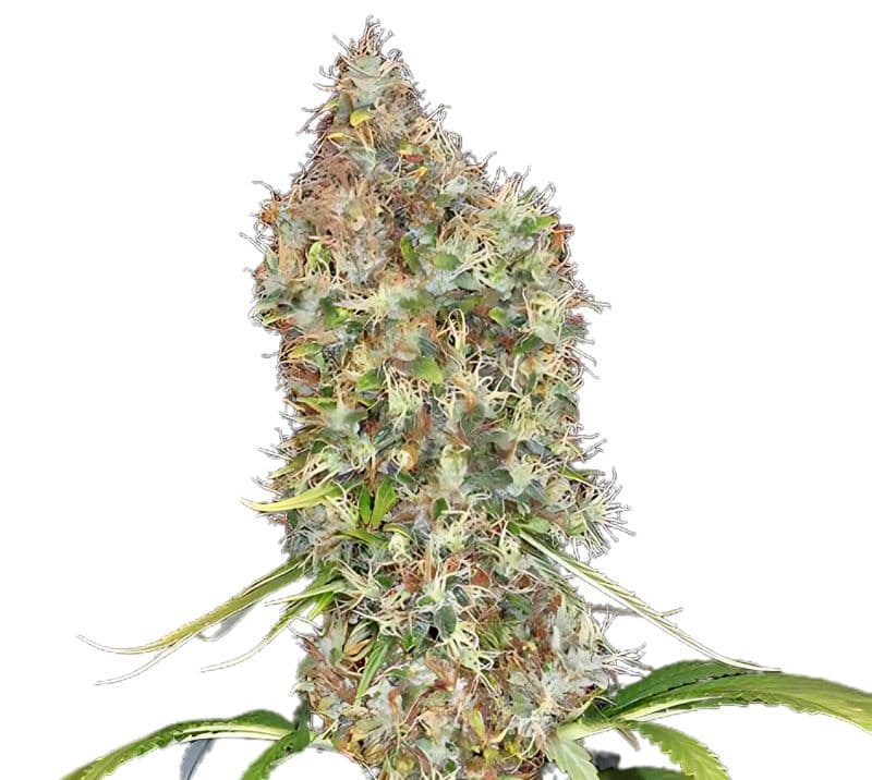 Super Bud Autoflower