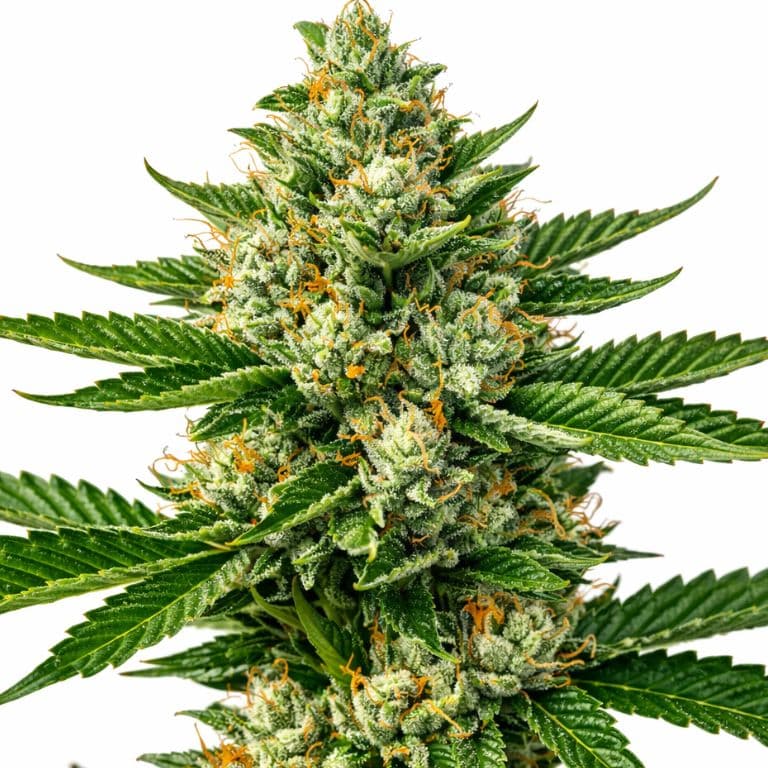 Super Jack Autoflower