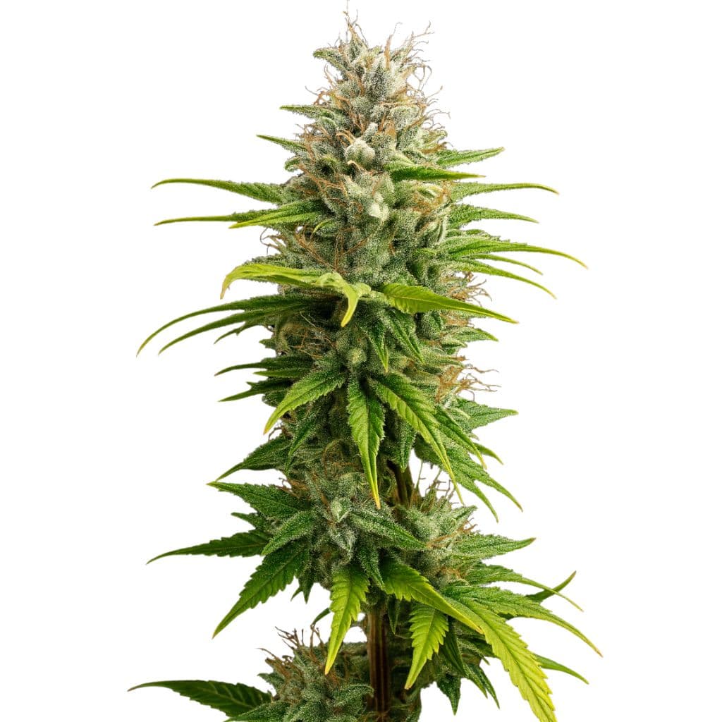 Super Kush cannabis seeds packaging — Royal King Seeds Canada