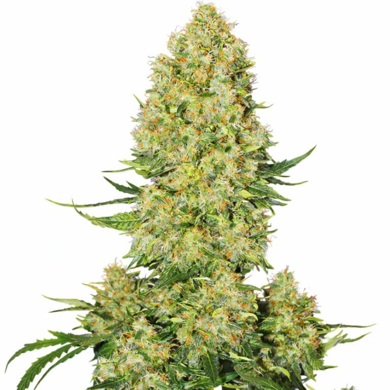 Super Skunk Auto