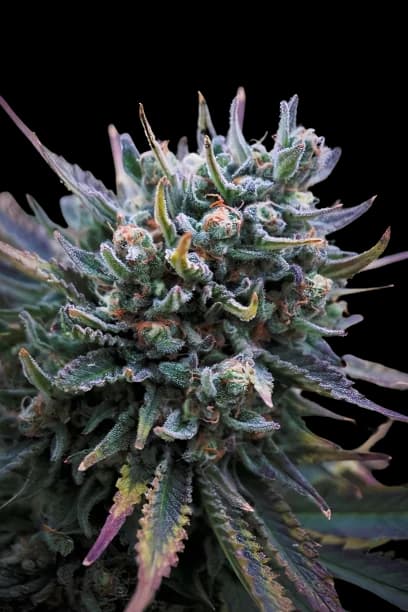 Supergirl Autoflower