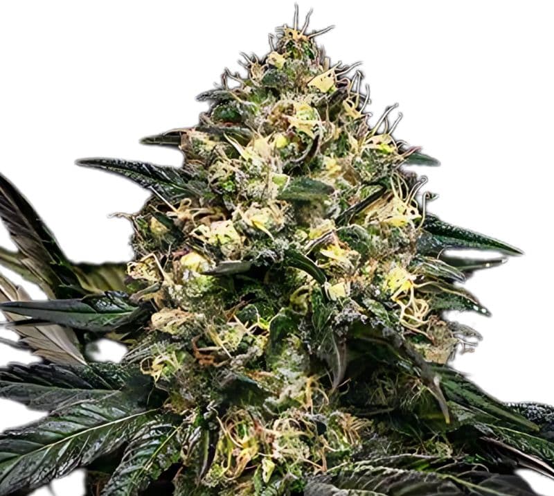 Superglue Autoflower
