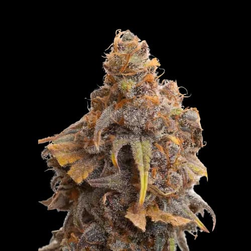 Swiss Feminized