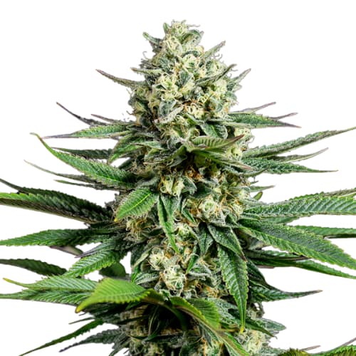 Tahoe OG Feminized