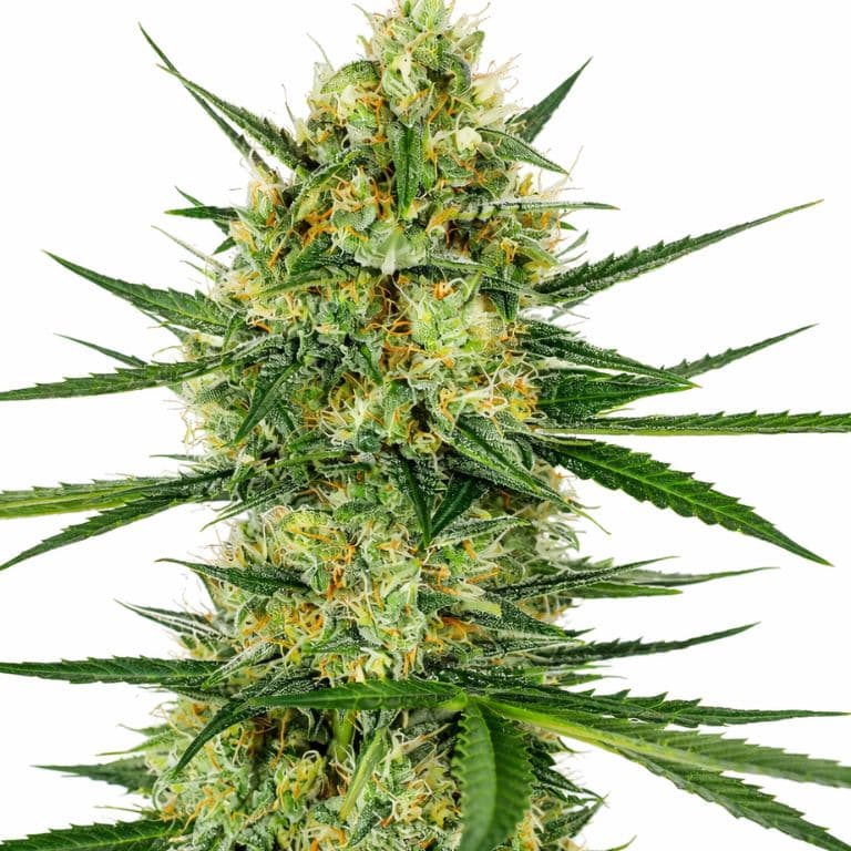 Tangerine Feminized