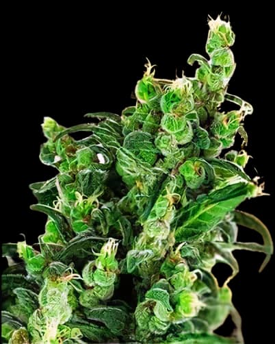 Tangerine Kush cannabis seeds packaging — Royal King Seeds Canada