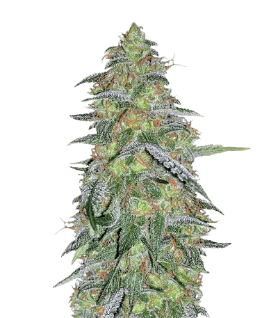 Tangilope Feminized